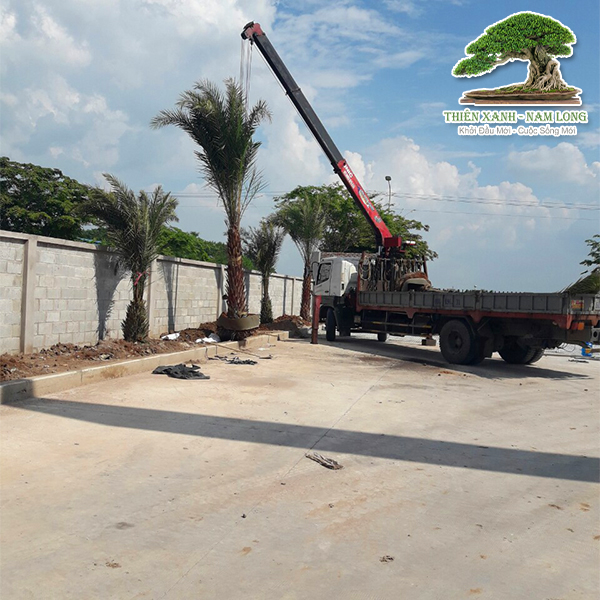 Cung cấp cây xanh